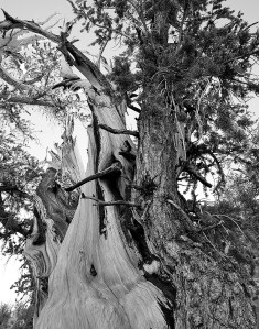 Bristlecone pine