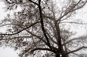 Shades of Gray