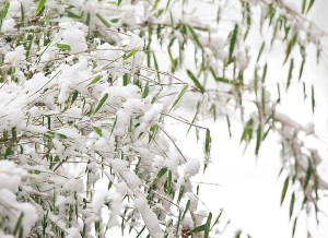 Snow Bamboo