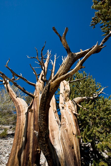 Bristlecone Pines